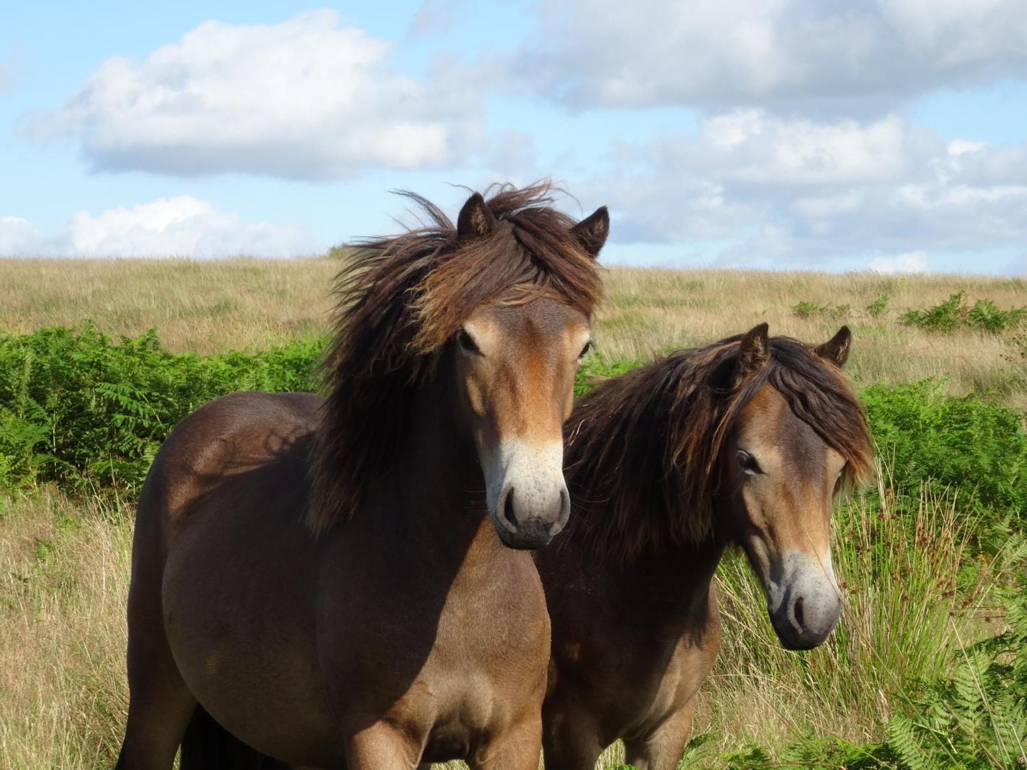 Exmoor Bnb In Withypool On Two Moors Way Esterno foto